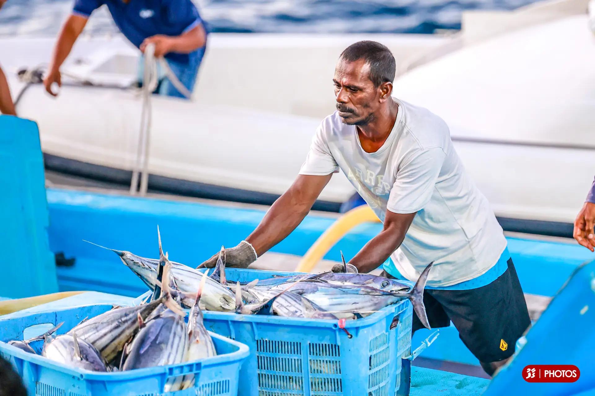މެއި މަހާ އަޅާބަލާއިރު ޖޫން މަހު މިފްކޯއަށް ކިރުވި މަހުގެ އަދަދު ބޮޑުތަނުން ދަށްވެއްޖެ