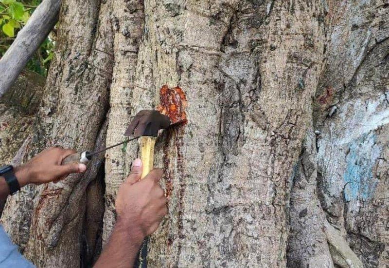 ސިހުރުހާހޫރައިގެ ނުބައިކަމާއި އޭގެ ނުރައްކަލުގެ މައްޗަށް މިއަދުގެ ހުކުރު ޚުޠުބާގައި އަލިއަޅުވާލައިފި