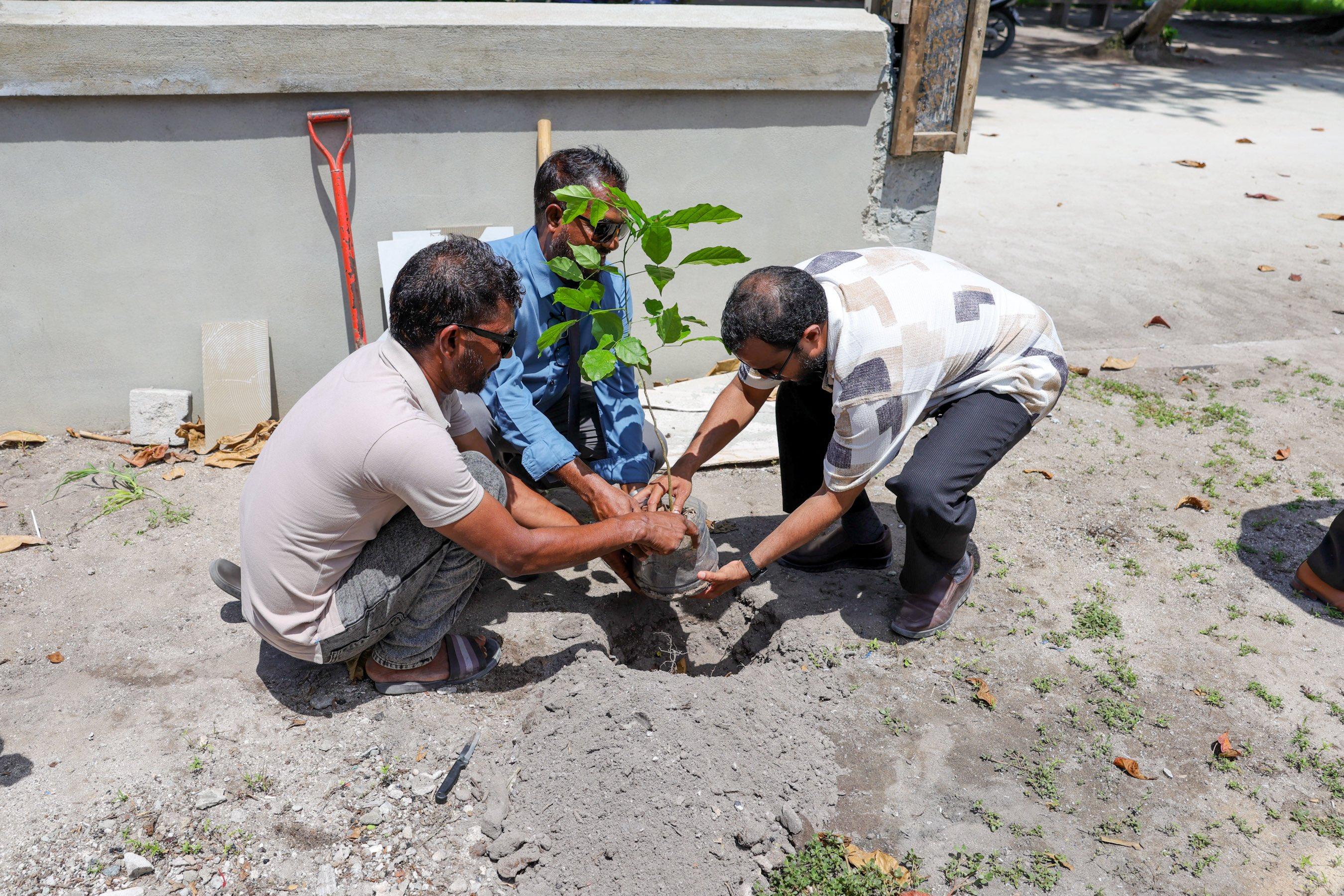 5 މިލިއަން ގަސް އިންދުމުގެ މަޝްރޫއުގެ ދަށުން ރަސްމާދޫގައި ގަސް އިންދުމުގެ ހަރަކާތެއް ބާއްވައިފި