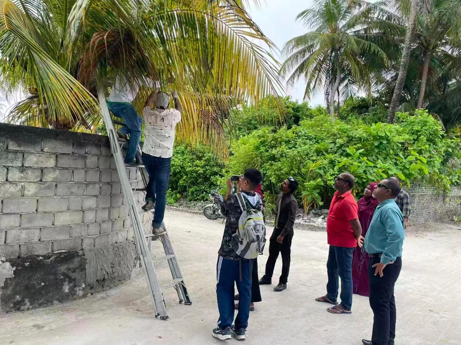 ހުދުކޫޑި ކޮންޓްރޯލުކުރުމަށް ރުއްތަކަށް ބޭސްލުމުގެ ޕްރޮގުރާމް ފަށައިފި